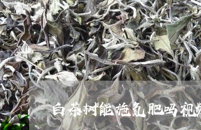 白茶树能施氮肥吗视频教程/2023110742494