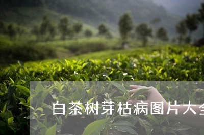 白茶树芽枯病图片大全大图/2023110786279