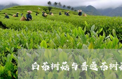 白茶树菇与普通茶树菇区别/2023110712737