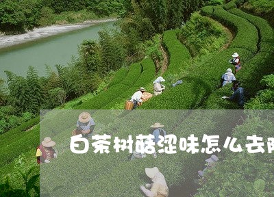 白茶树菇涩味怎么去除/2023100688393