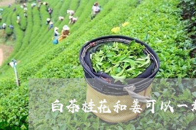 白茶桂花和姜可以一起煮吗/2023110620493