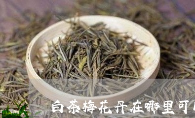 白茶梅花丹在哪里可以买到/2023110685058