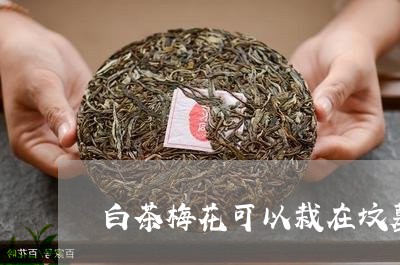 白茶梅花可以栽在坟墓里吗/2023110672705