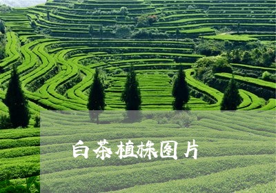 白茶植株图片/2023052087382