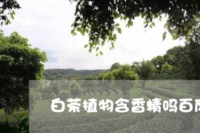 白茶植物含香精吗百度百科/2023110649372