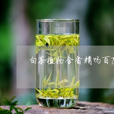 白茶植物含香精吗百度知道/2023110638403