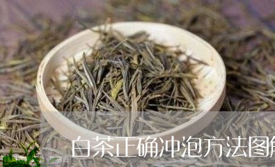 白茶正确冲泡方法图解/2023100662836