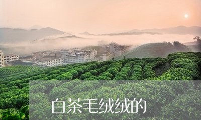 白茶毛绒绒的/2023052054159