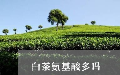 白茶氨基酸多吗/2023072428461