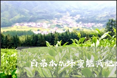 白茶水加蜂蜜能减肥吗/2023100686047