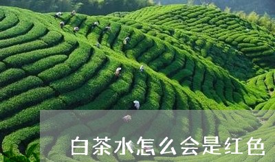 白茶水怎么会是红色/2023072479392