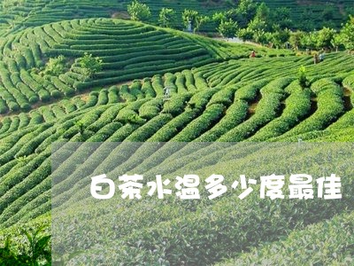 白茶水温多少度最佳/2023072483815