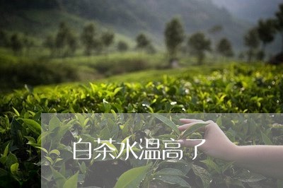 白茶水温高了/2023052071706