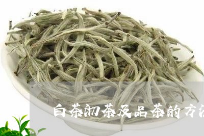 白茶沏茶及品茶的方法/2023100635157