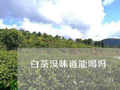 白茶没味道能喝吗/2023100682515