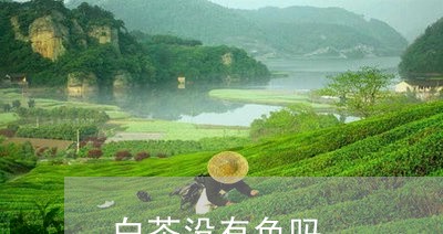 白茶没有色吗/2023052095081