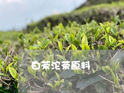 白茶沱茶原料/2023052073837