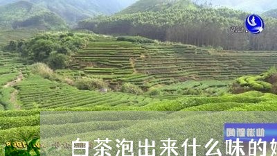 白茶泡出来什么味的好/2023100609270