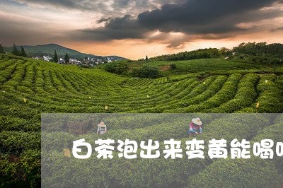 白茶泡出来变黄能喝吗/2023100651694