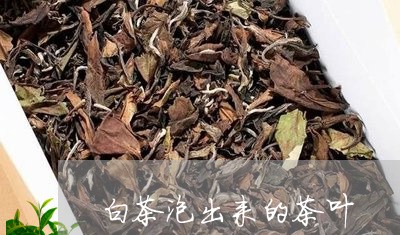 白茶泡出来的茶叶/2023073020714