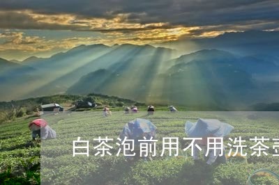 白茶泡前用不用洗茶壶/2023100691726