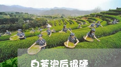 白茶泡后很硬/2023052085260