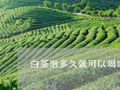 白茶泡多久就可以喝啦/2023100631484