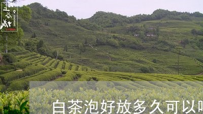 白茶泡好放多久可以喝/2023100607140