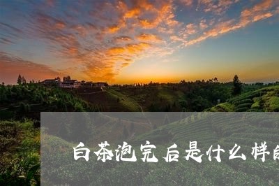 白茶泡完后是什么样的颜色/2023110610694