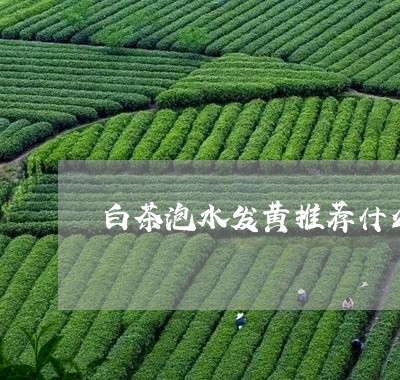 白茶泡水发黄推荐什么茶叶/2023110626281