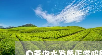 白茶泡水发黄正常吗能喝吗/2023110634746