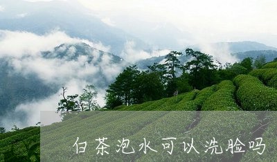 白茶泡水可以洗脸吗/2023072476048