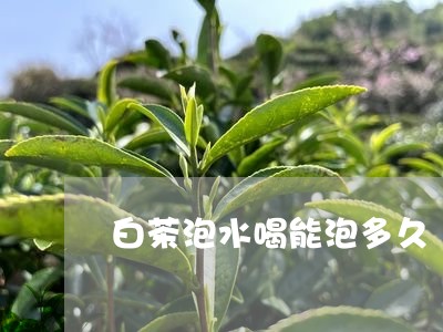 白茶泡水喝能泡多久/2023072492725