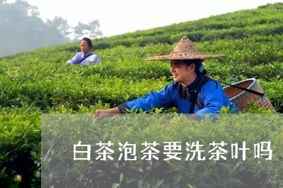 白茶泡茶要洗茶叶吗/2023072464835