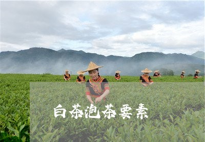 白茶泡茶要素/2023052007260