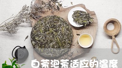 白茶泡茶适应的温度/2023072417358