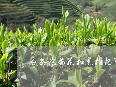 白茶泡菊花和黑枸杞可以喝吗/2023111463814