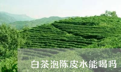 白茶泡陈皮水能喝吗/2023072424268