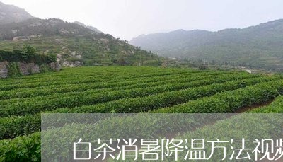 白茶消暑降温方法视频/2023100782915