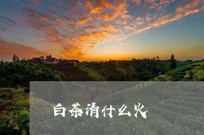 白茶清什么火/2023052067381