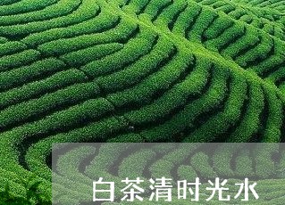 白茶清时光水/2023052068573