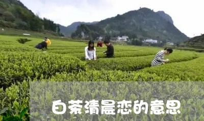 白茶清晨恋的意思/2023080315937