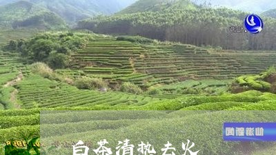 白茶清热去火/2023052020836