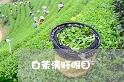 白茶清肝明目/2023052054949