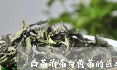 白茶清茶与黄茶的区别/2023100721615