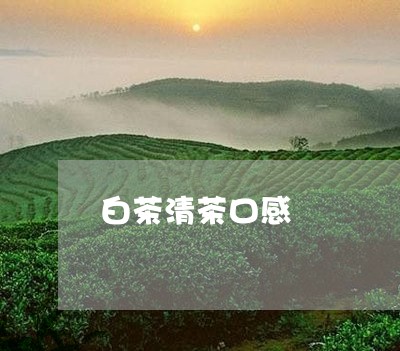 白茶清茶口感/2023052006258