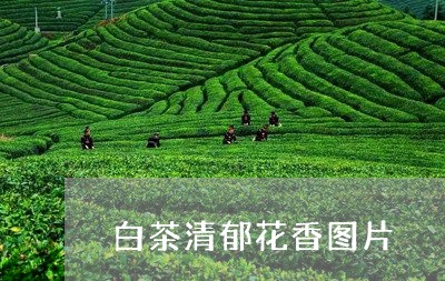 白茶清郁花香图片/2023080330493