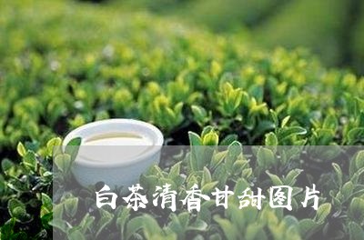 白茶清香甘甜图片/2023080324817