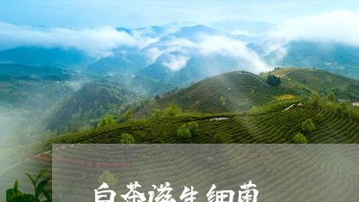 白茶滋生细菌/2023052050614