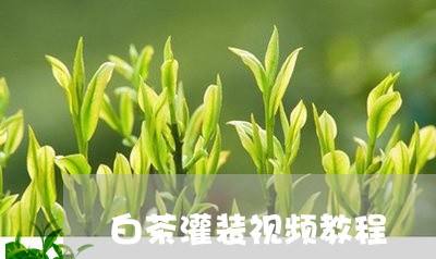 白茶灌装视频教程/2023080393826